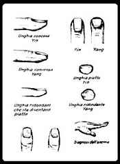 immagine che ritrae diversi tipi di unghie